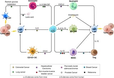 Role of ILC2s in Solid Tumors: Facilitate or Inhibit?